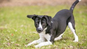 Dog play bowing in field
