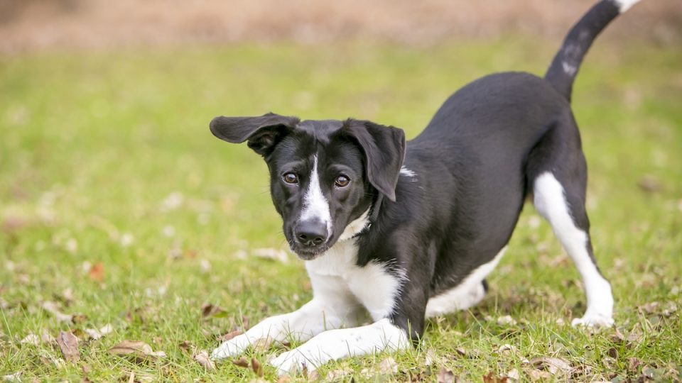 Dog play bowing in field