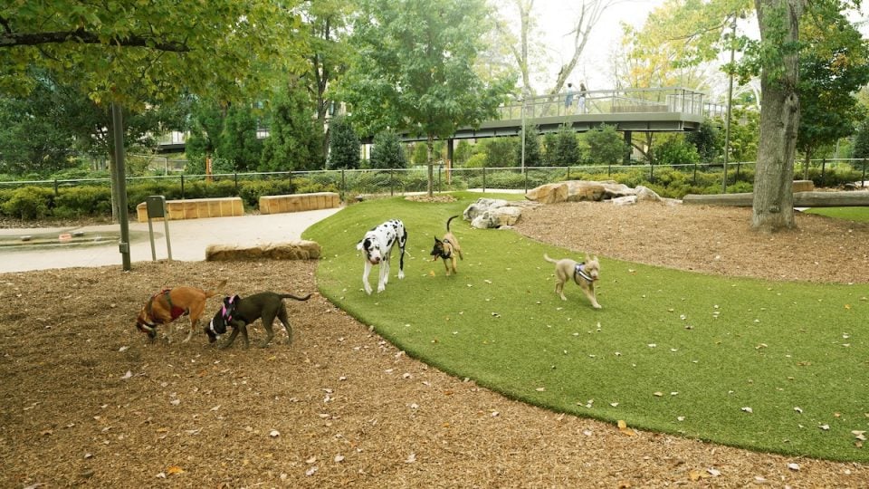 Dogs playing at dog park