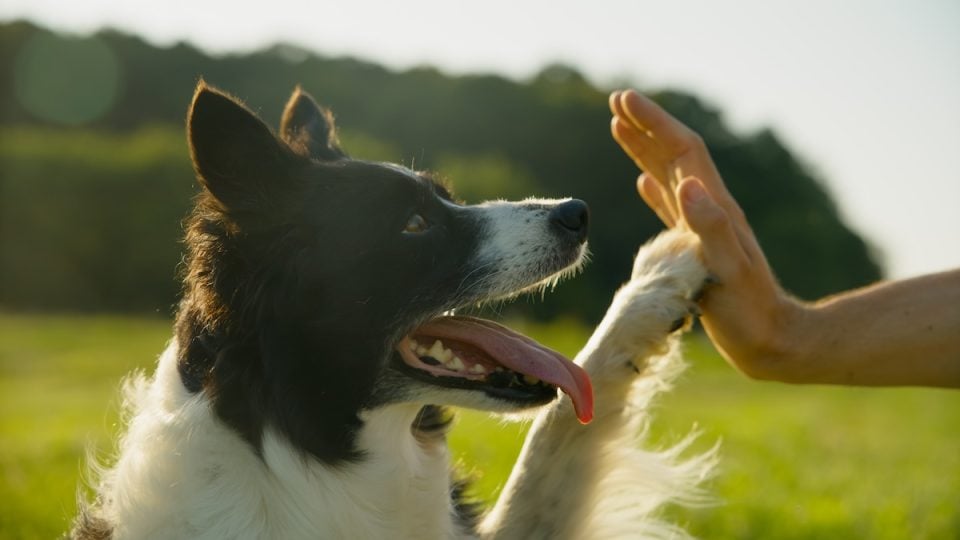 Dog high fiving person
