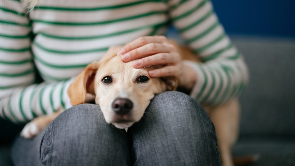 Dog sitting on person's lap