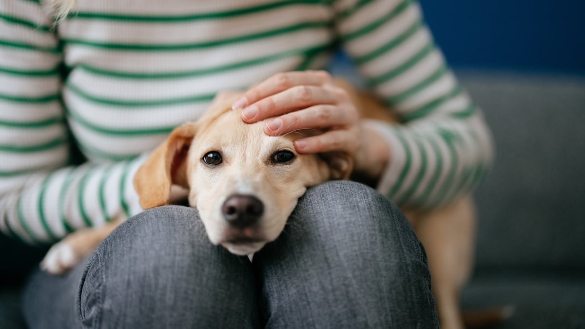 Dog sitting on person's lap