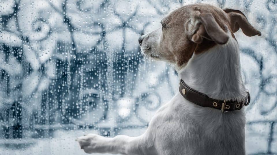 Dog looking out rainy window at storm