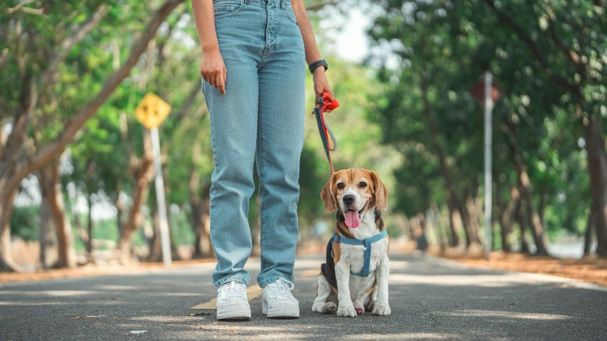 Person walking beagle on harness in park