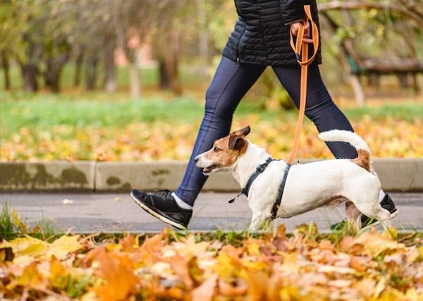 Dog walking in autumn park next to owner