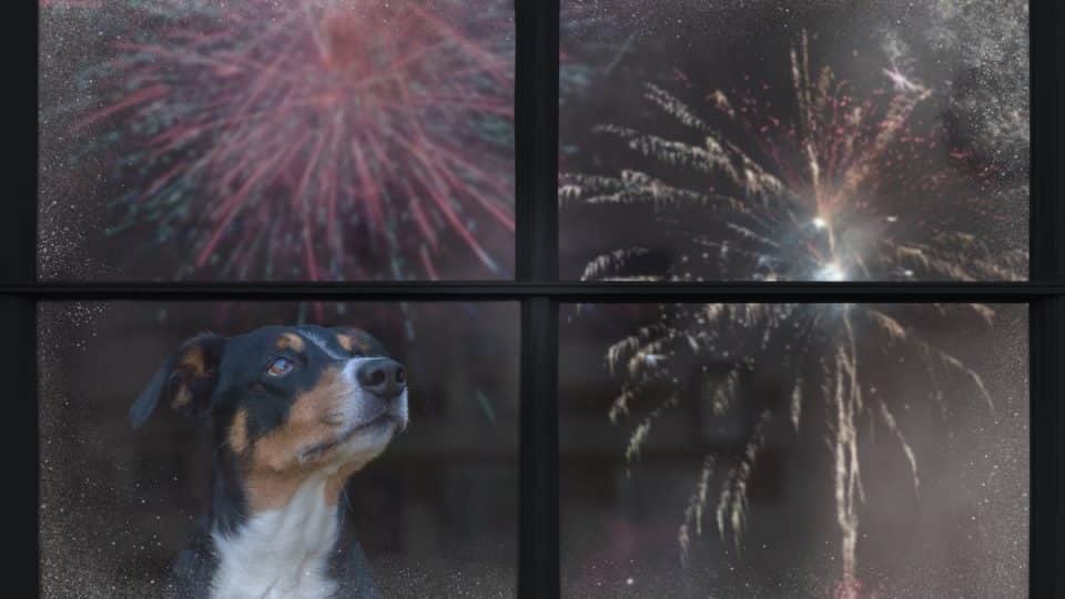 Dog looks out the window and watching the fireworks