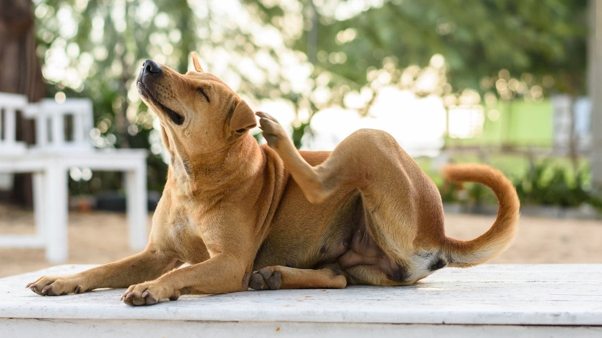 Dog sitting on patio, scratching behind ear with hind foot
