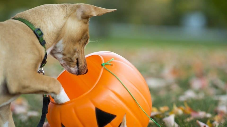 Cute chihuahua puppy is curiously sniffing and looking into a jack-o-lantern pumpkin bucket