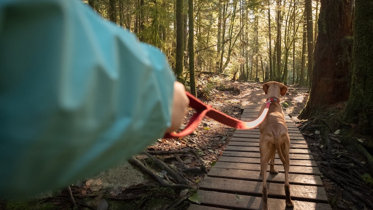 Person and dog hiking together on wooden bridge