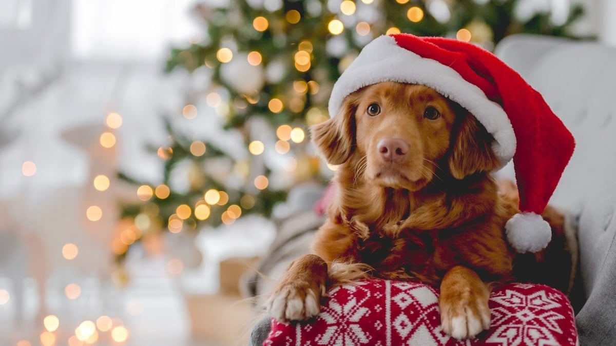 Happy Retriever wears Santa hat beneath Christmas tree