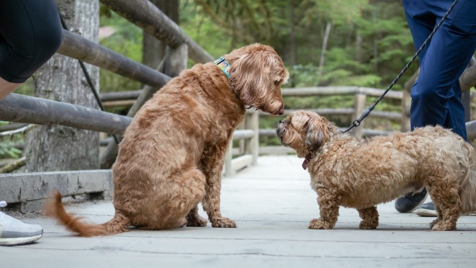 Dogs meeting on a bridge