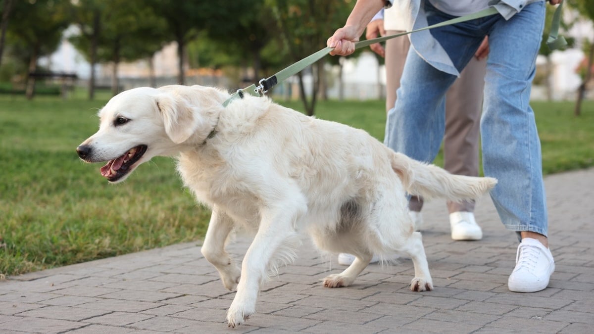 Dog pulling on leash in park