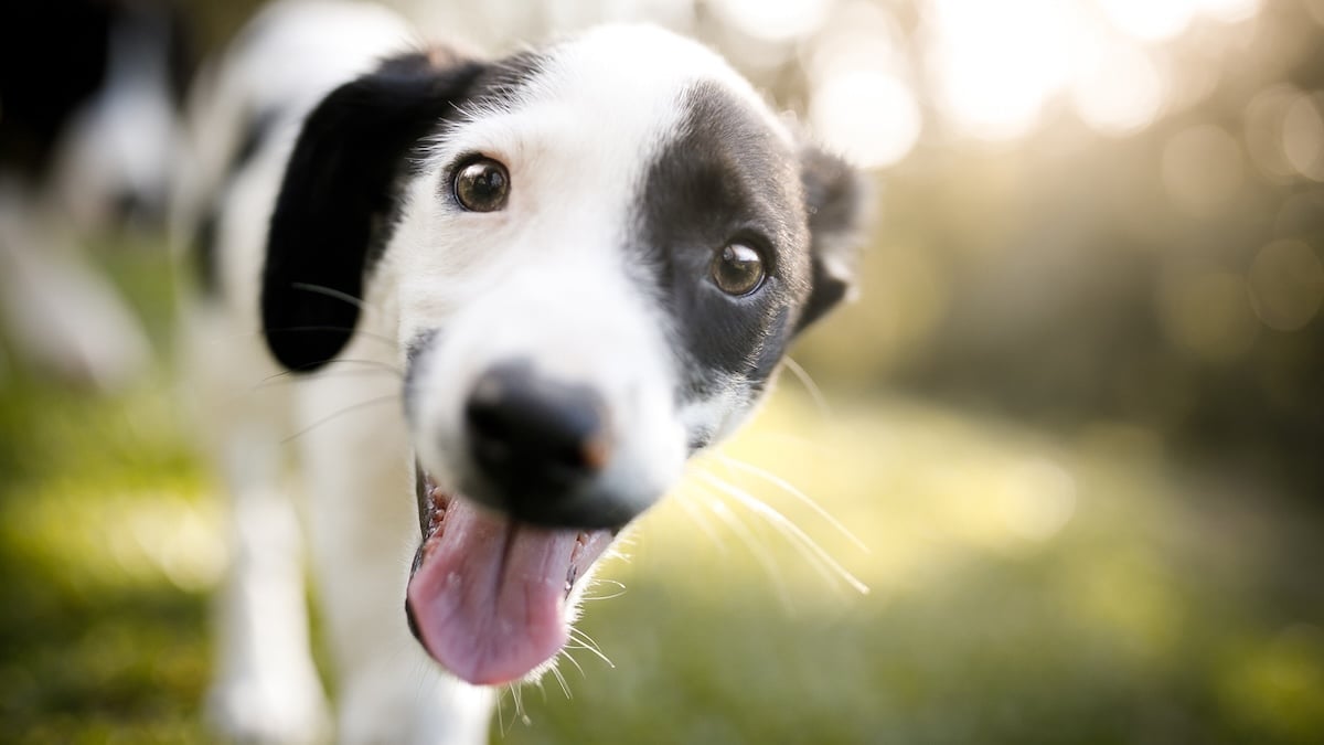 Puppy smiles at camera