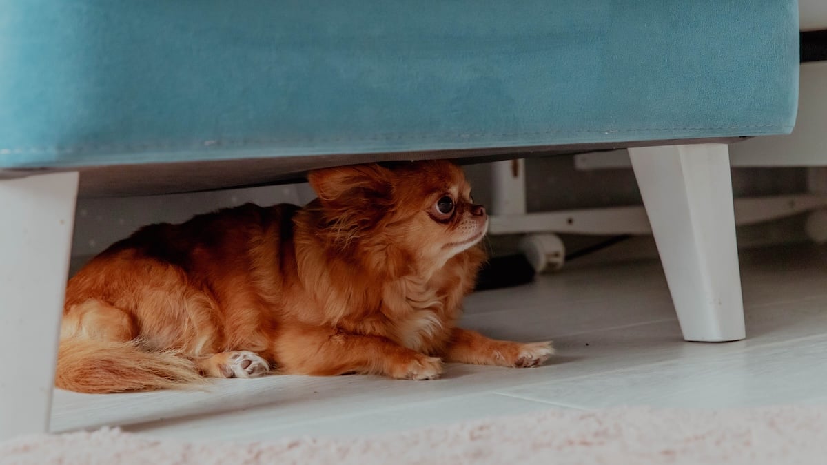 Anxious dog sitting under couch