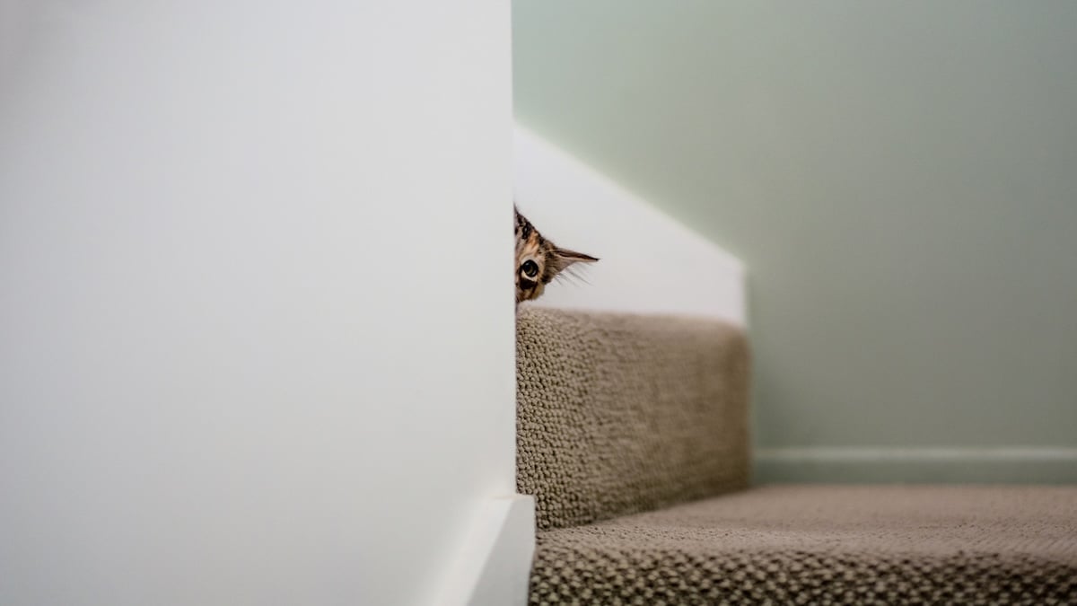 Nervous cat peeking around corner on stairs