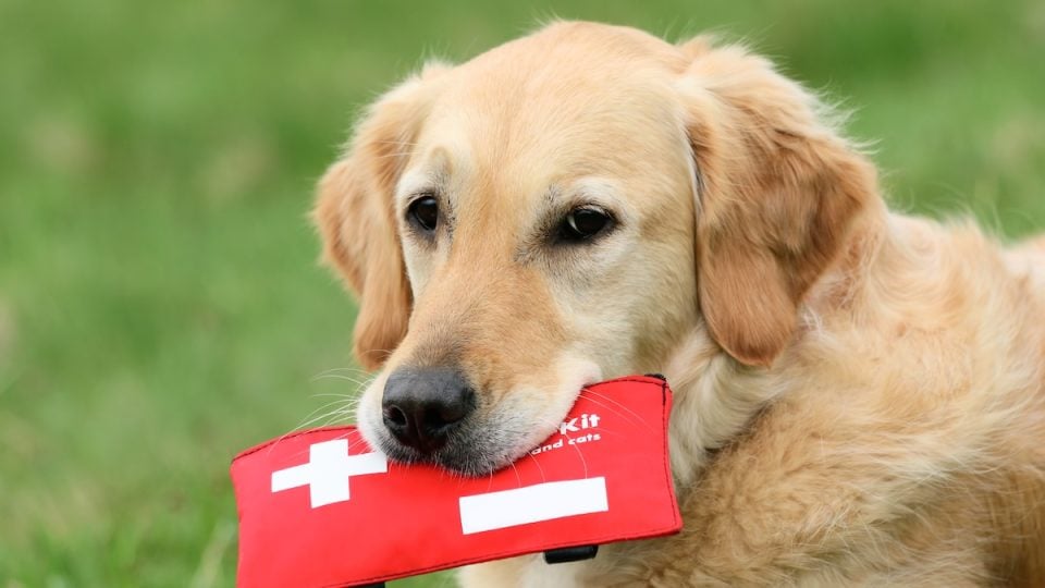 Golden Retriever holding first aid kit in mouth