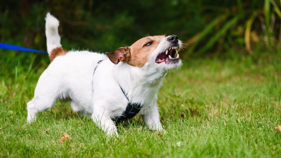 Small dog barking angrily on leash