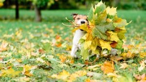 Dog running with bouquet of leaves in mouth