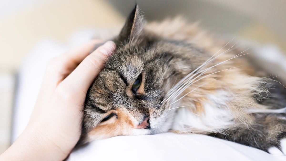 Person petting cat on pillow