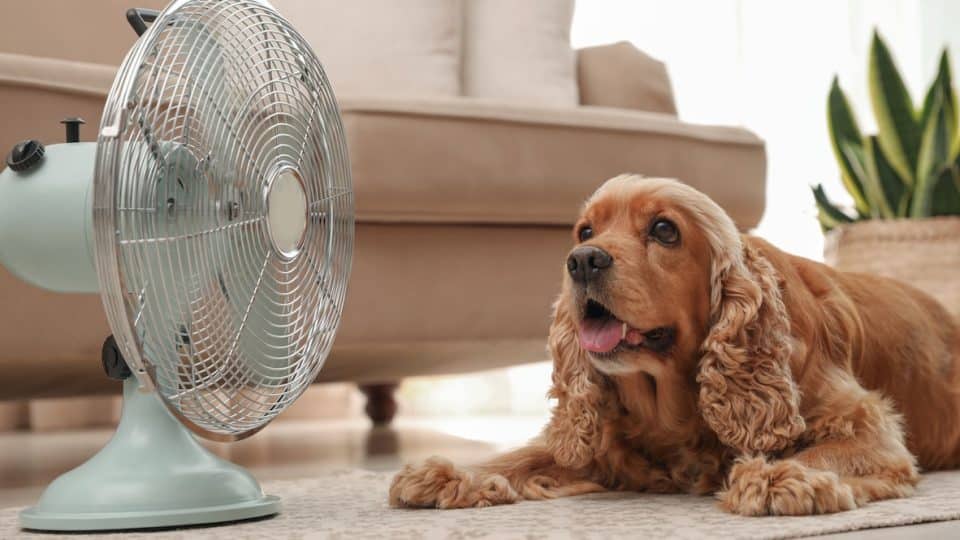 Dog sitting indoors by fan