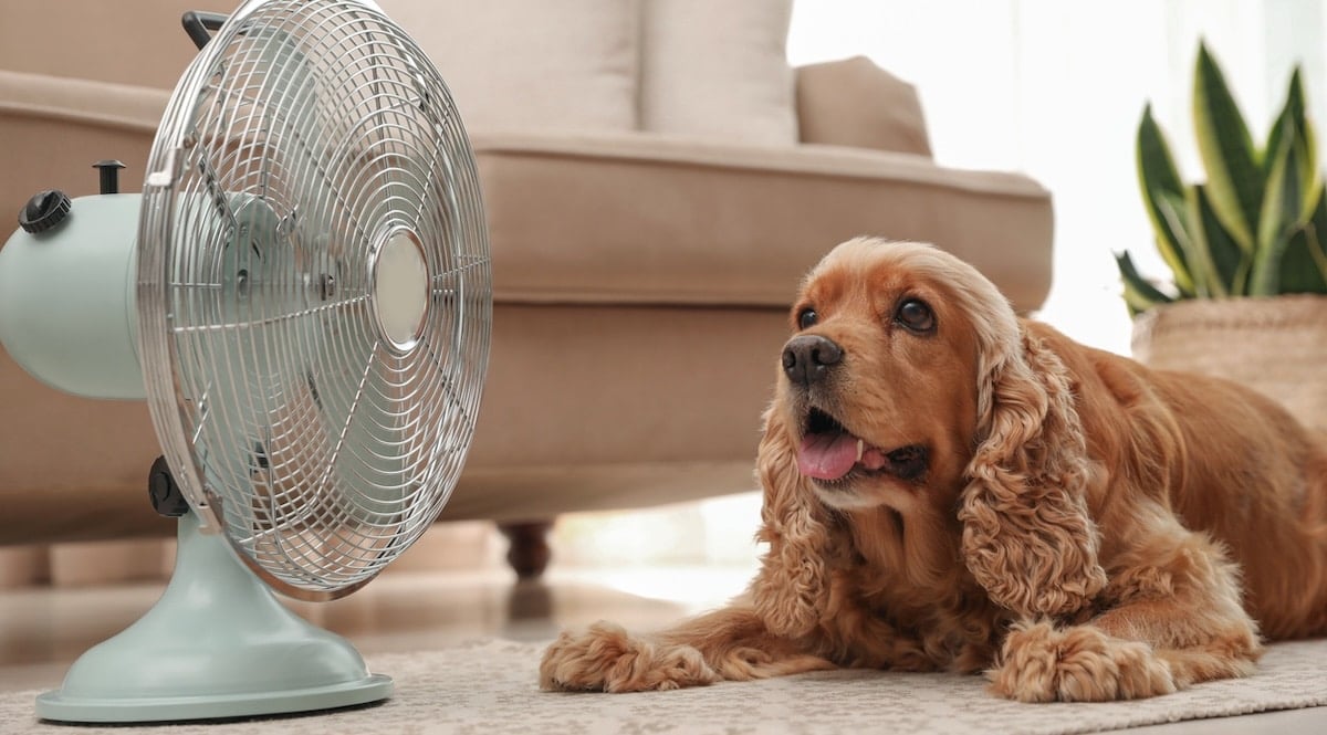Dog sitting indoors by fan