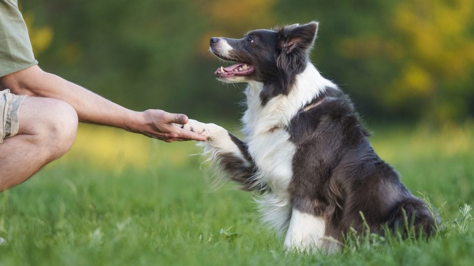 Person shaking dog's paw in grassy field