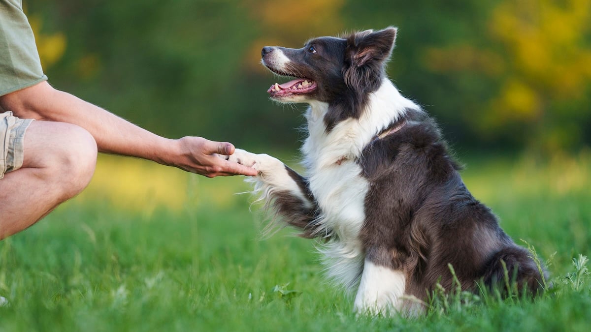Person shaking dog's paw in grassy field