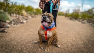 Happy dog walking on trail with person