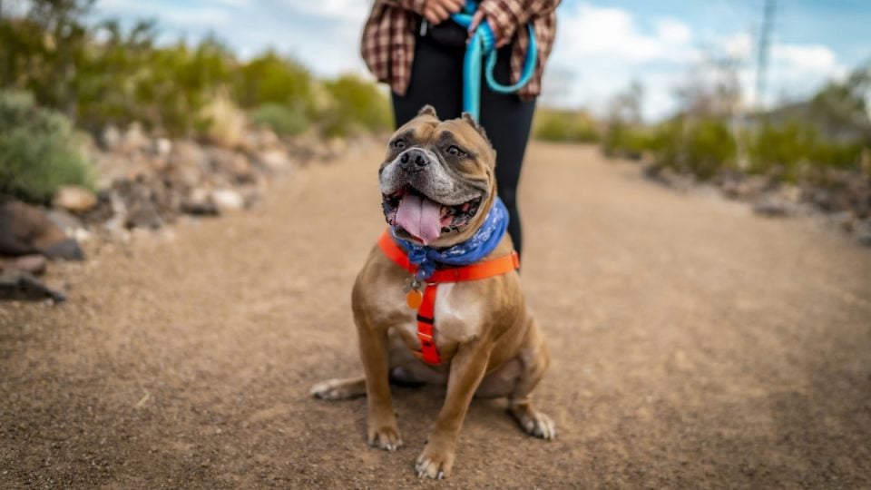 Happy dog walking on trail with person