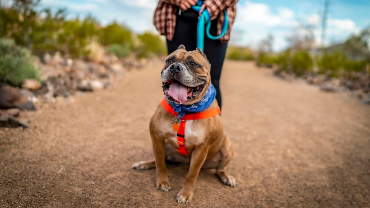 Happy dog walking on trail with person