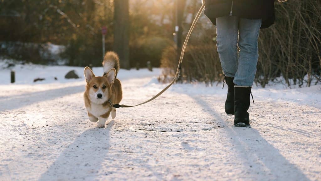 Image showcasing 4 Safety Tips for Cold Weather Pet Sitting