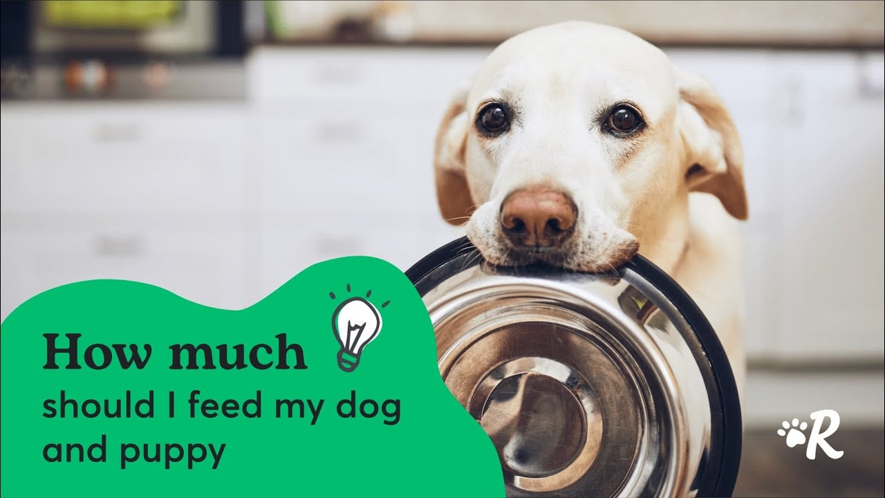 When to Switch to Adult Dog Food How to Make a Smart and Safe Switch