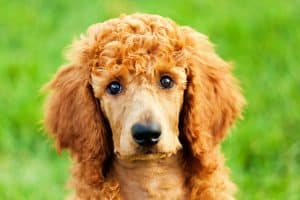 Standard Poodle puppy looking at camera
