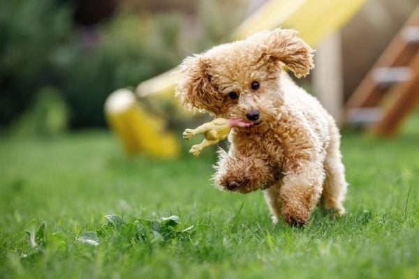 Standard Poodle puppy playing with toy in grass