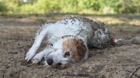 Happy dog rolls in a mud puddle
