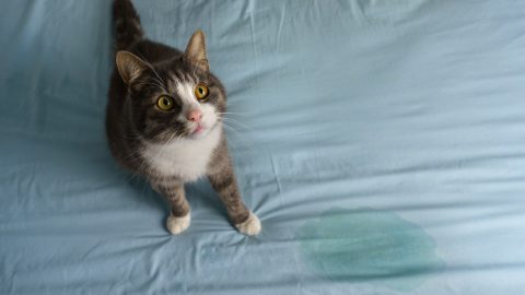 Cat spraying on a bed