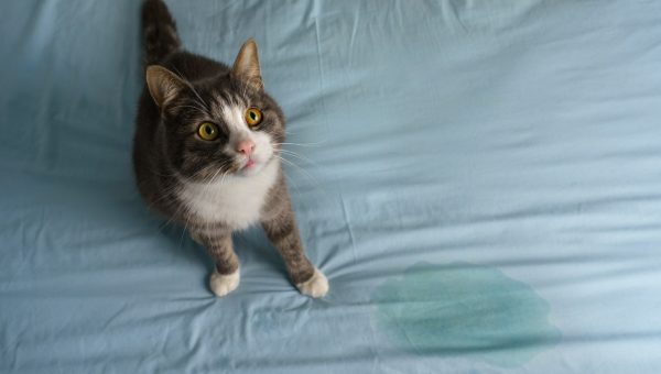 Cat spraying on a bed