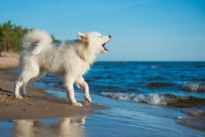 Dog barking at the ocean