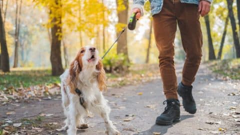 Dog barking during walk while on leash