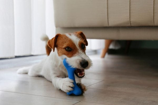 Small brown and white dog chewing toy bone