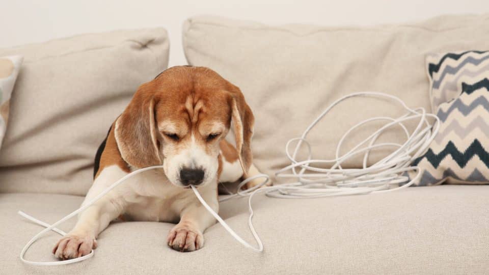 Beagle on couch chewing a cord