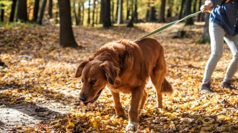 Golden Retriever pulls on leash in fall woods