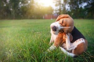 Beagle sitting in grass scratching ear