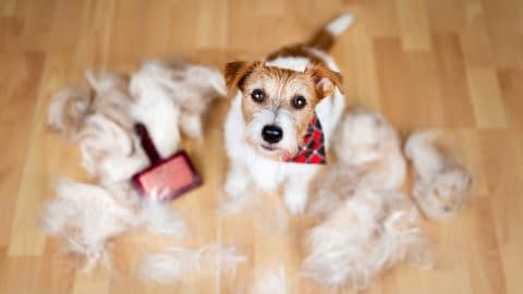Face of a cute shedding dog with her hair and brush.