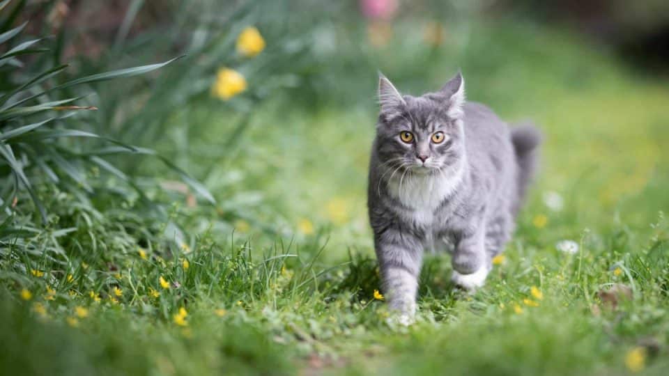 A grey stray cat in an owner's yard