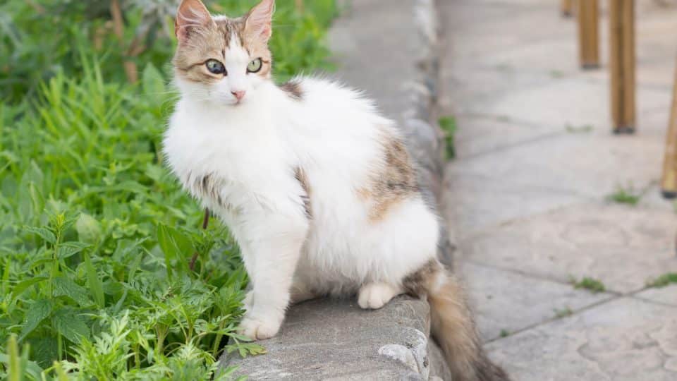 Stray cat sitting on sidewalk