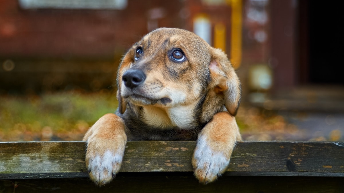 Stray dog with big eyes peers over fence
