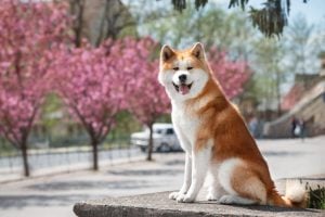 Akita sitting on stone by cherry trees