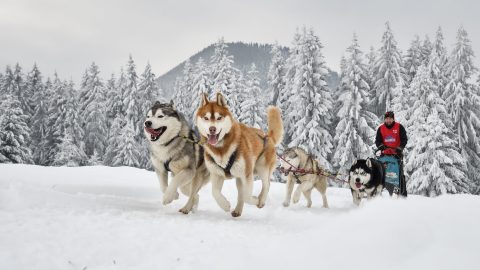 Team of Huskies pulling sled through snow