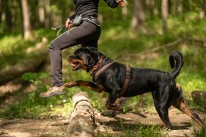 Rottweiler jumping over fallen tree